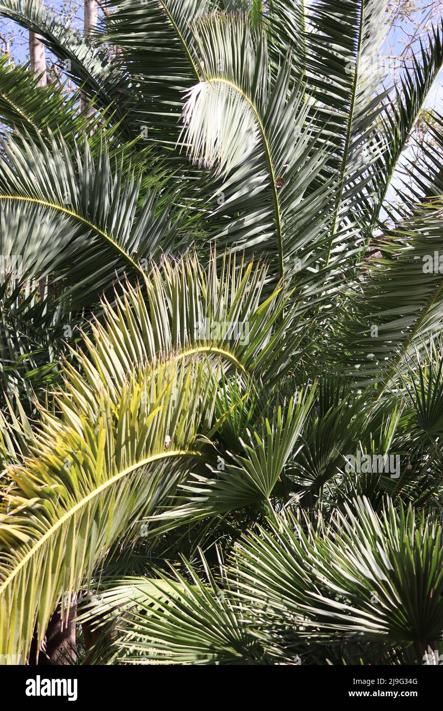 Ein abstraktes Muster aus überlappenden Palmenblättern. Botanischer Garten, Puerto de La Cruz, Teneriffa, Kanarische Inseln Stockfoto Ein abstraktes Muster aus überlappenden Palmenblättern. Botanischer Garten, Puerto de La Cruz, Teneriffa, Kanarische Inseln Stockfoto