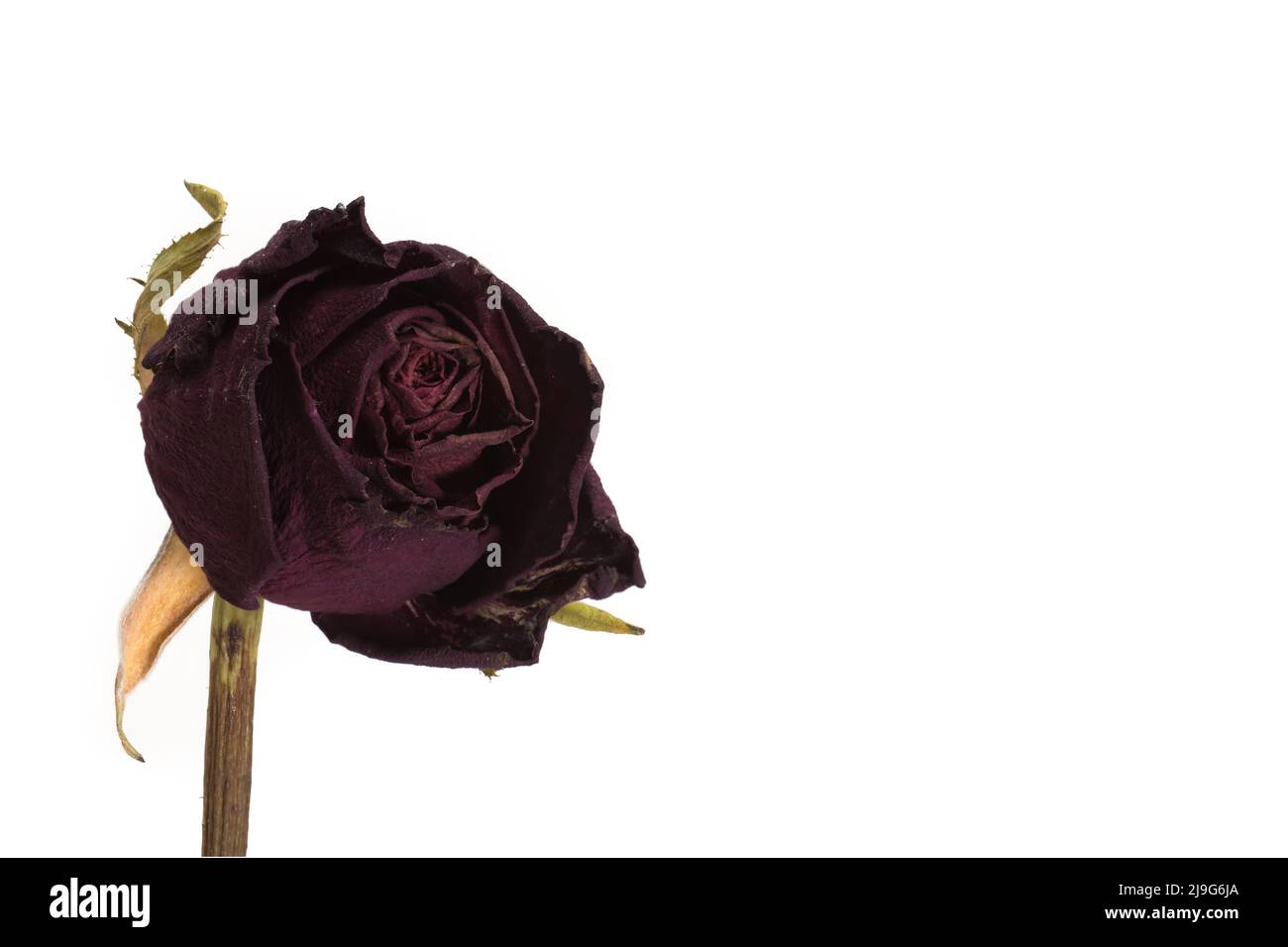 Nahaufnahme des Kopfes der einsamen verwelkten roten Rose auf weißem Hintergrund mit Stamm als Konzept für Tod Vergänglichkeit Verlust und Beerdigung Stockfoto