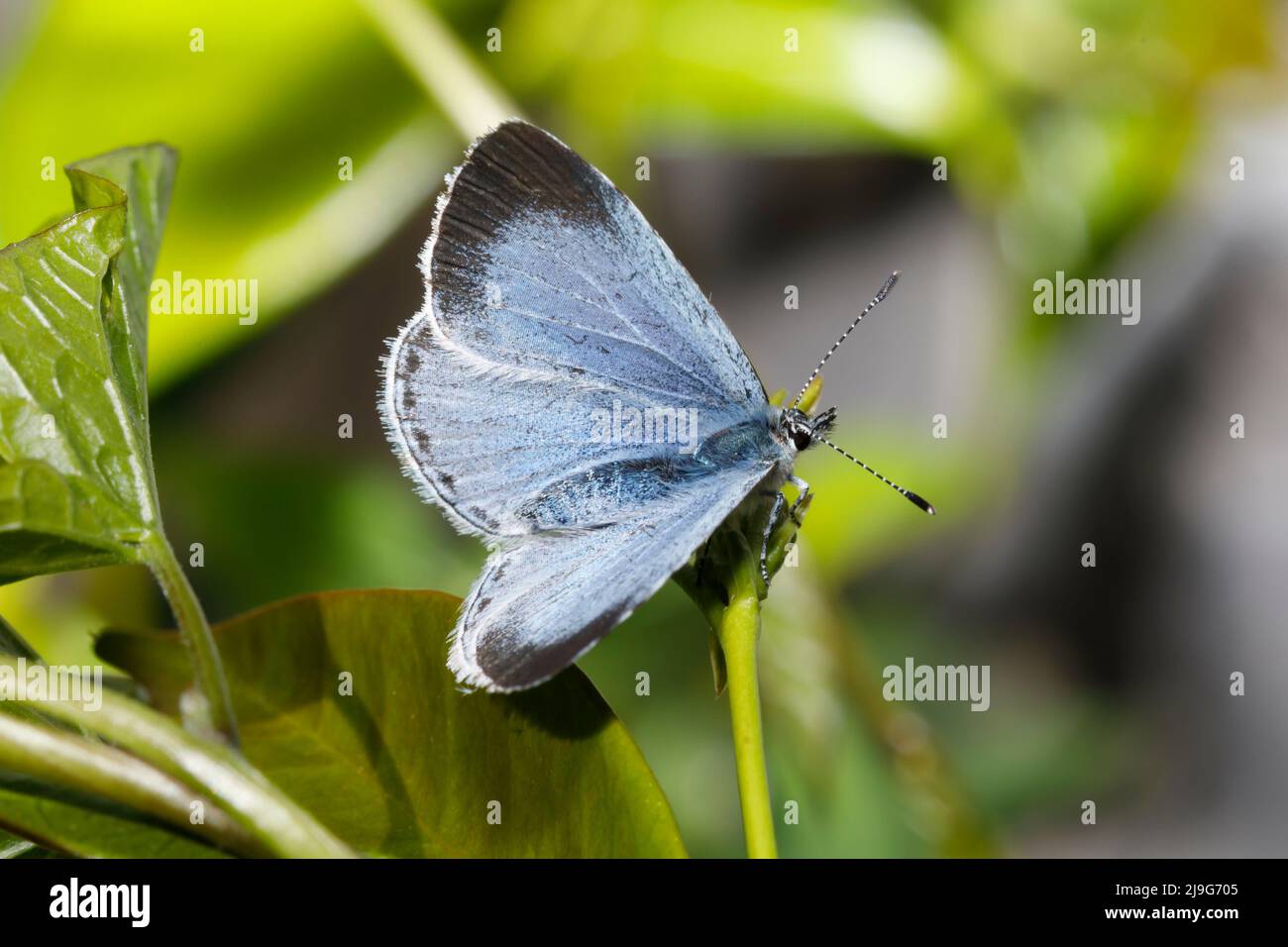 Holly Blue Butterfly (Celastrina argiolus) East Sussex Garden, England, Großbritannien Stockfoto