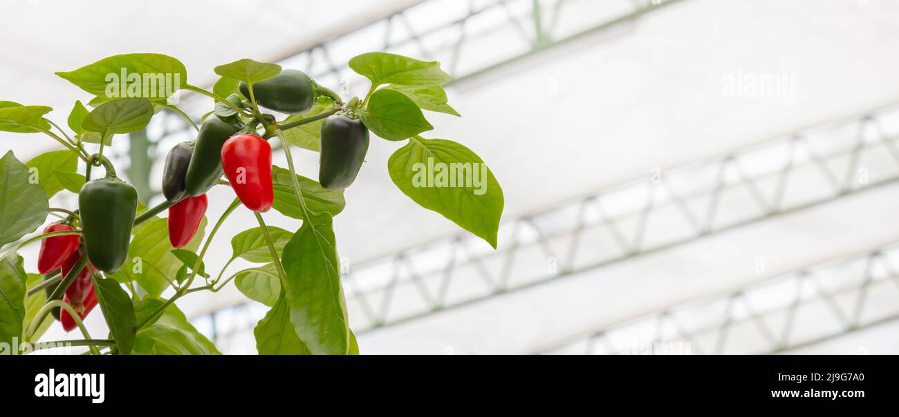 Professioneller Anbau von roten und grünen Bio-Paprika in einem niederländischen Gewächshaus Stockfoto