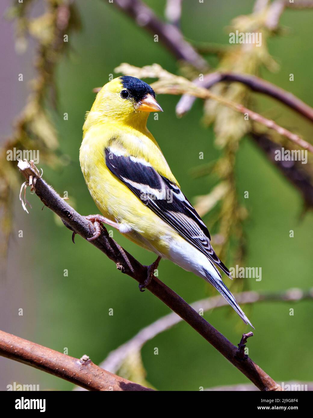 American Goldfinch aus der Nähe thront auf einem Zweig mit Waldhintergrund in seiner Umgebung und Umgebung und zeigt seine gelbe Feder. Stockfoto