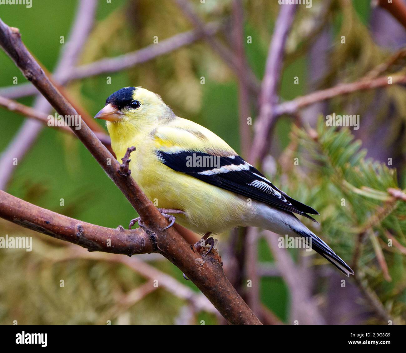 American Goldfinch Nahaufnahme Profil Ansicht, thront auf einem Zweig mit einem Nadelgehölze Hintergrund in seiner Umgebung und Lebensraum. Finch Photo. Stockfoto