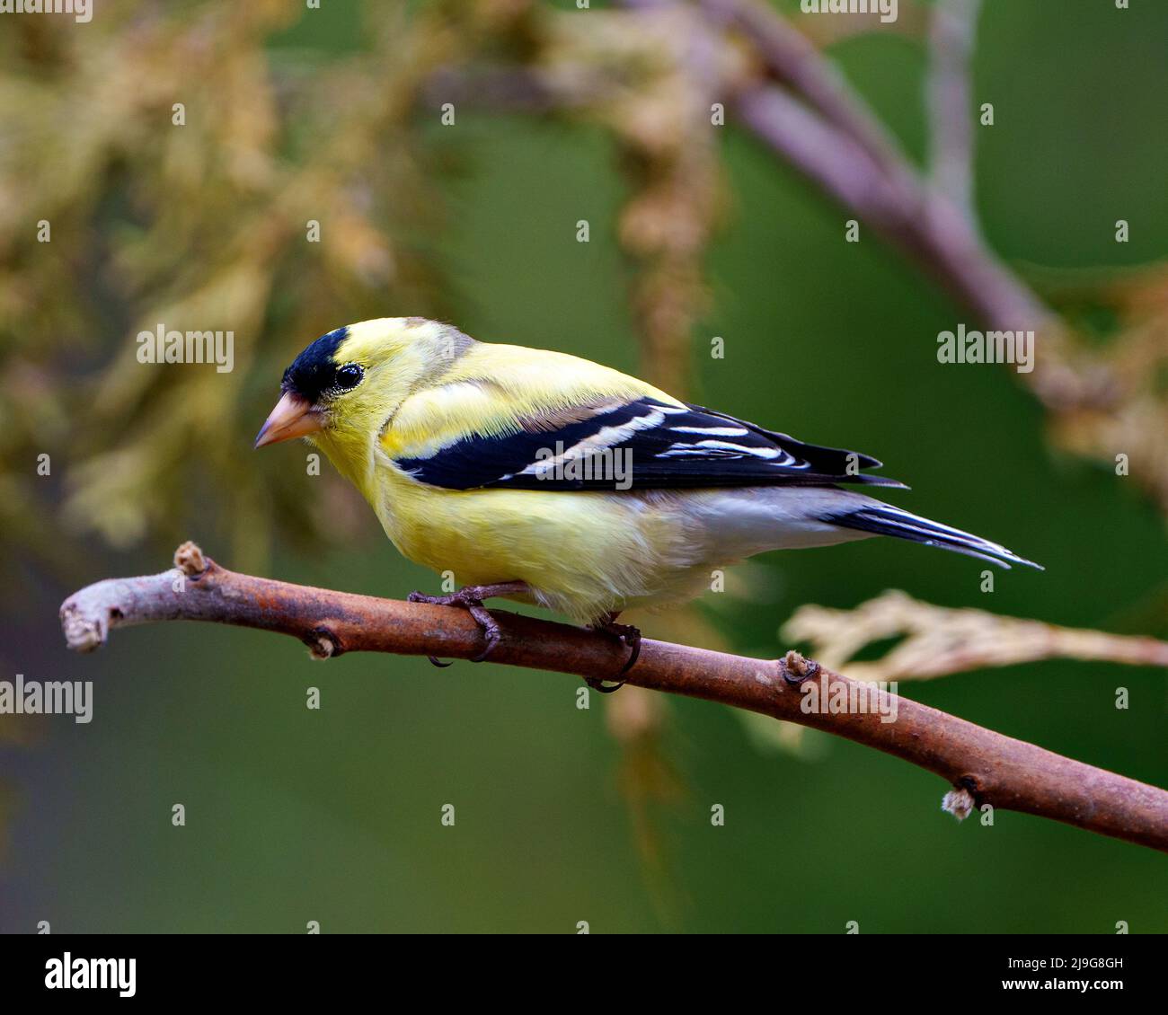 American Goldfinch Nahaufnahme Profil Ansicht, thront auf einem Zweig mit einem weichen unscharfen Hintergrund in seiner Umgebung und Lebensraum Umgebung. Finch Photo. Stockfoto