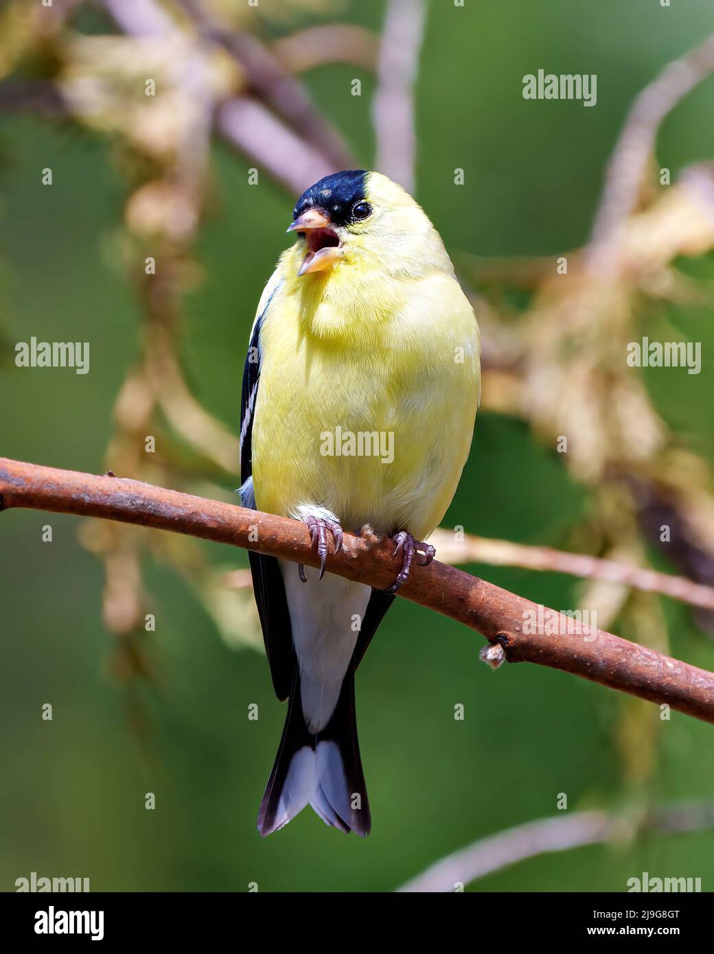 American Goldfinch Nahaufnahme Profil Ansicht, thront auf einem Zweig mit einem weichen unscharfen Hintergrund in seiner Umgebung und Lebensraum Umgebung. Finch Photo. Stockfoto
