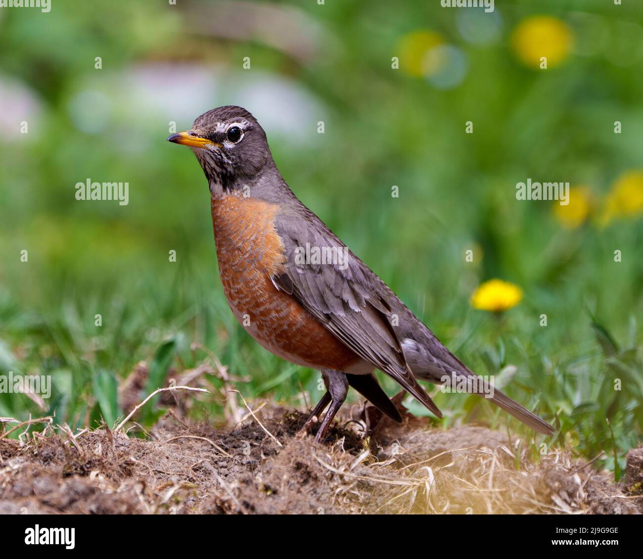 American Robin Nahaufnahme von der Seite, die in ihrer Umgebung und ihrem Lebensraum auf dem Boden Nahrungssuche und ihr Federgefieder zeigt. Stockfoto