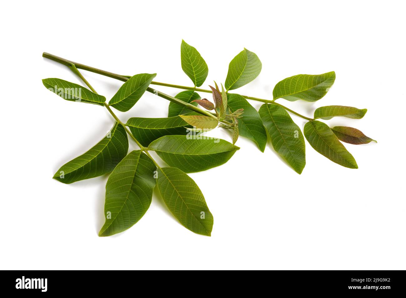 Walnusszweig mit isolierten Blättern auf weißem Hintergrund Stockfoto