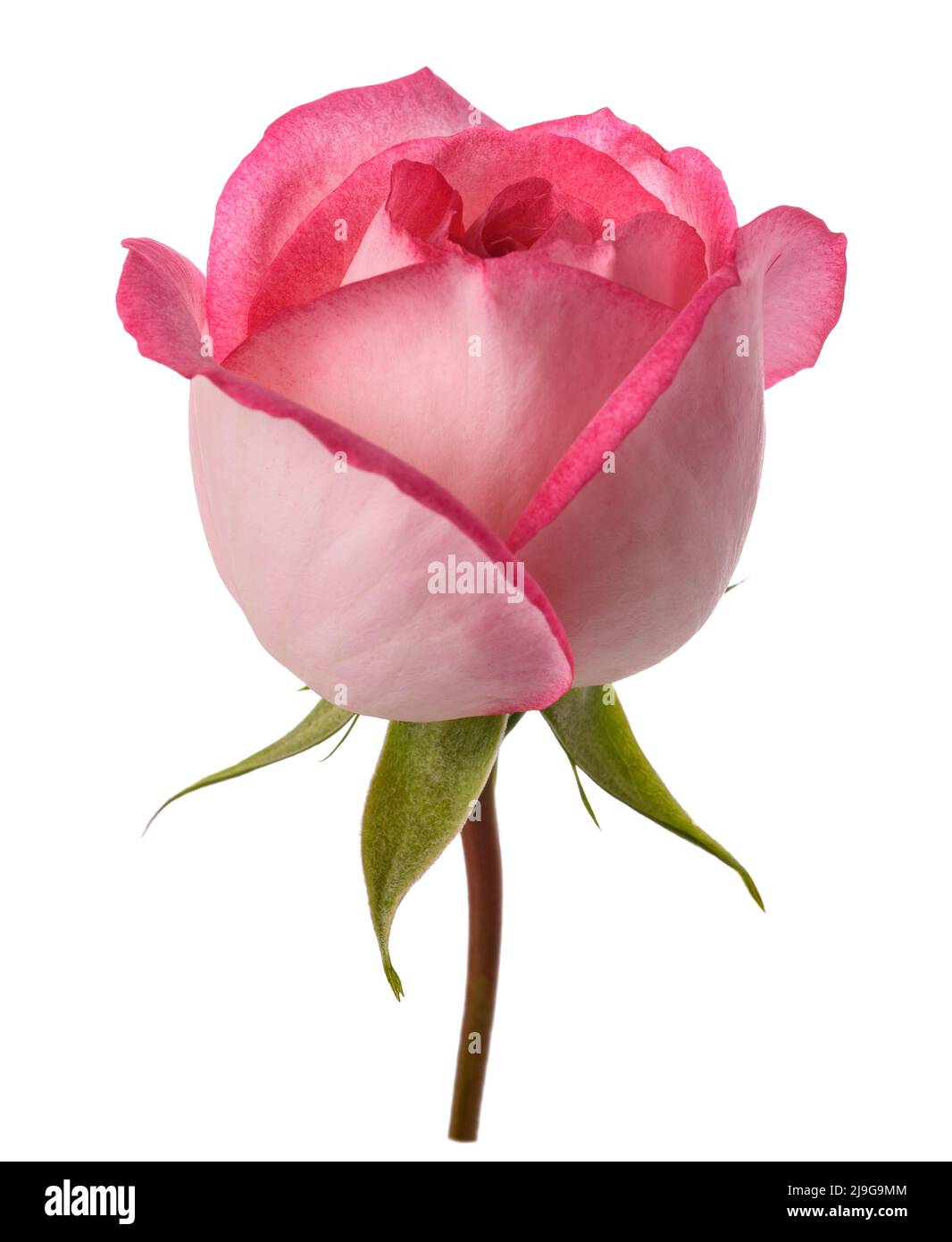Rosa Rosenblüte isoliert auf weißem Hintergrund Stockfoto