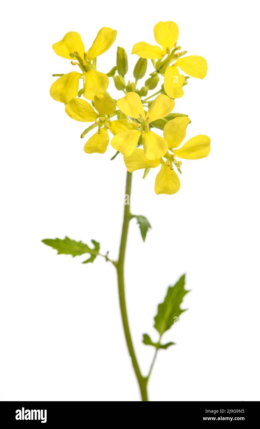 Senfpflanze mit Blumen isoliert auf weißem Hintergrund Stockfoto