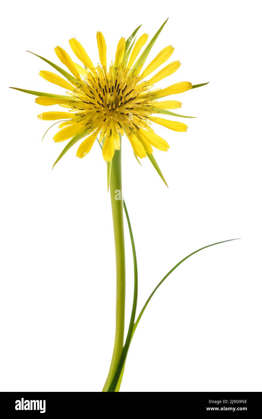 Gelbe Salsify Blume isoliert auf weißem Hintergrund Stockfoto