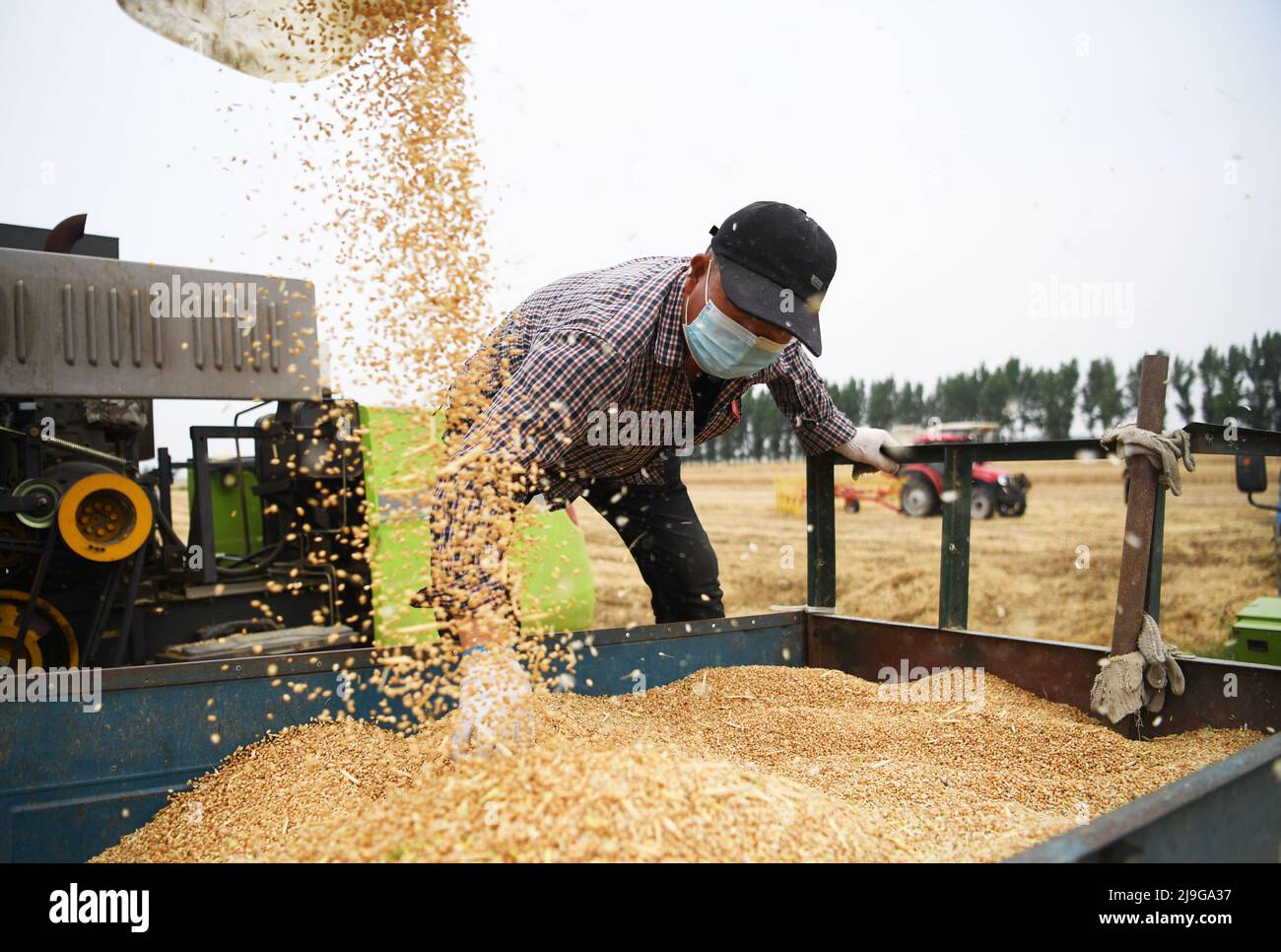 Zhengzhou, Chinas Provinz Henan. 22.. Mai 2022. Ein Landwirt erntet Weizen auf den Feldern in der Stadt Huyang des Landkreises Tanghe, Stadt Nanyang, Provinz Henan in Zentralchina, 22. Mai 2022. Die Landwirte im Süden Henans sind nun mit landwirtschaftlichen Betrieben beschäftigt, da die Sommerernte auf Hochtouren kommt. Quelle: Zhang Haoran/Xinhua/Alamy Live News Stockfoto