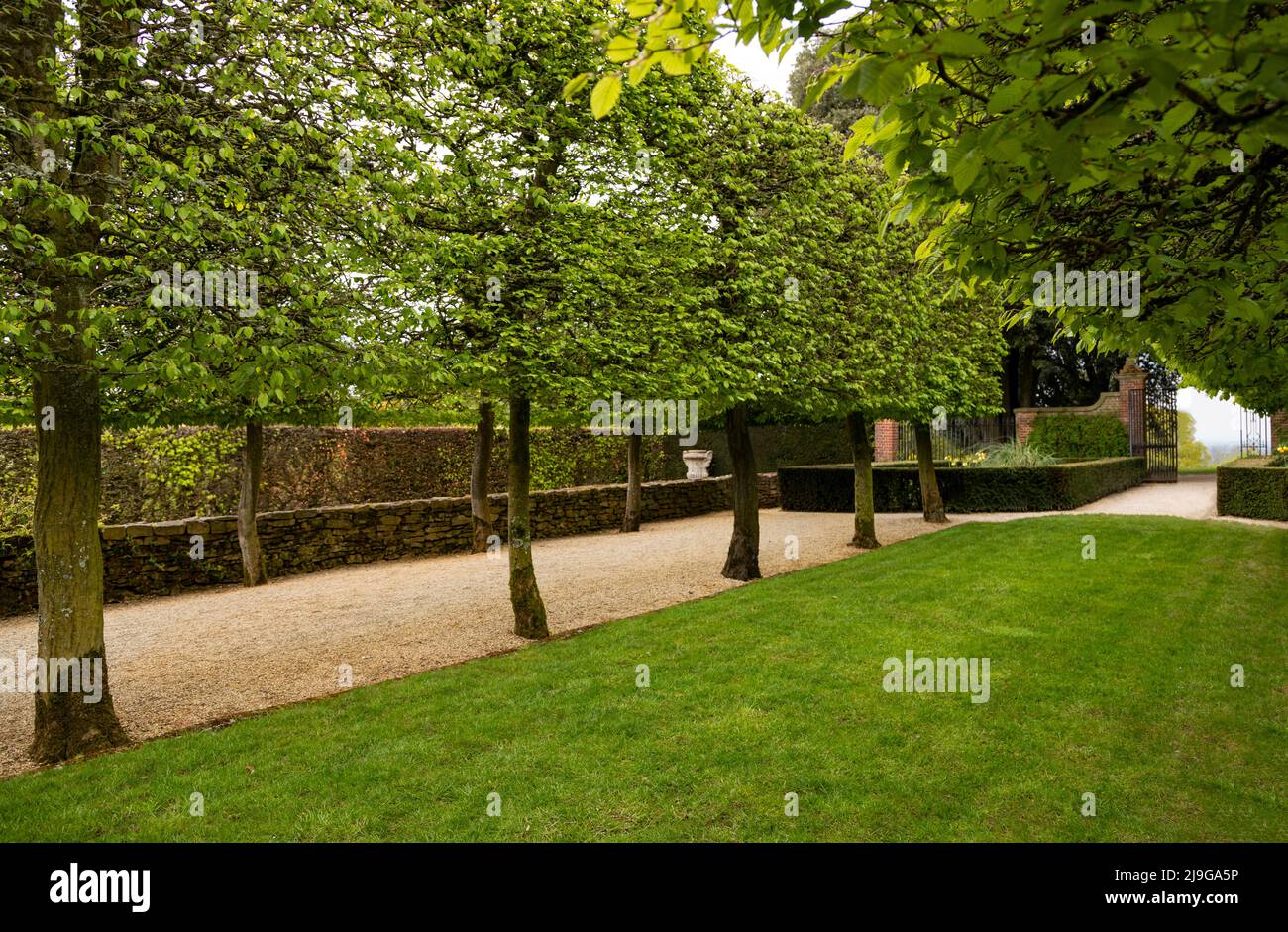 Die Buchenallee in Hidcote Manor Garden, Cotswolds, Chipping Camden, Gloucestershire, England, Vereinigtes Königreich. Stockfoto