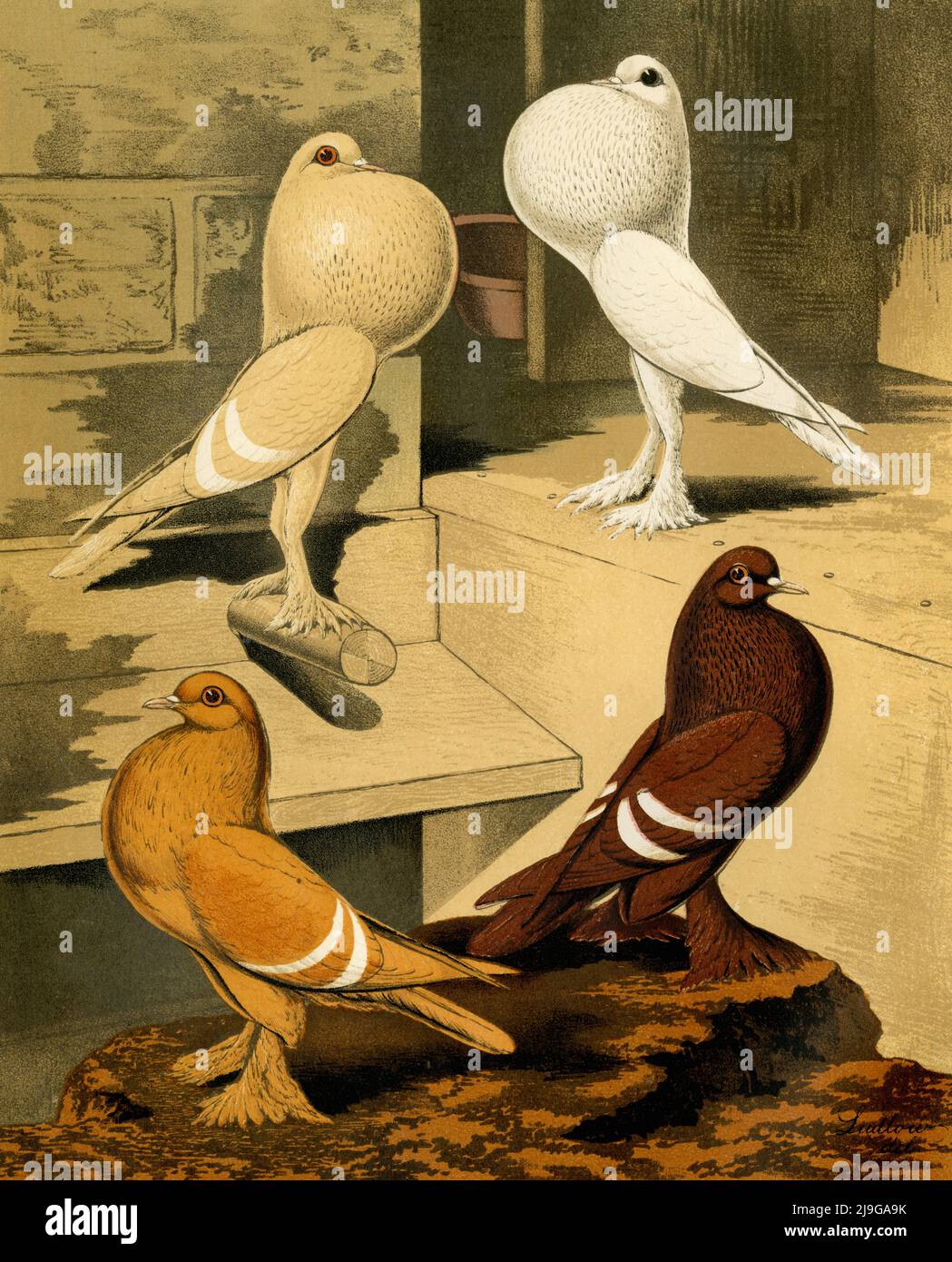 Pimmy Pouter und Isabel Tauben (nur Kunstwerk): Hochauflösender Scan des ursprünglichen Chromolithographen von ca. 1880, erstellt aus einem Gruppenporträt von vier Vögeln, gemalt vom britischen Künstler Joseph Williamson Ludlow (1840-1916) für "The Illustrated Book of Pigeons with Standards for Judging", auch bekannt als "Cassell's Pigeon Book". Der seltene Band, der 1876 von Cassell, Petter und Galpin aus London, Paris und New York herausgegeben wurde, wurde von Robert Fulton geschrieben und von Lewis Wright herausgegeben. Stockfoto