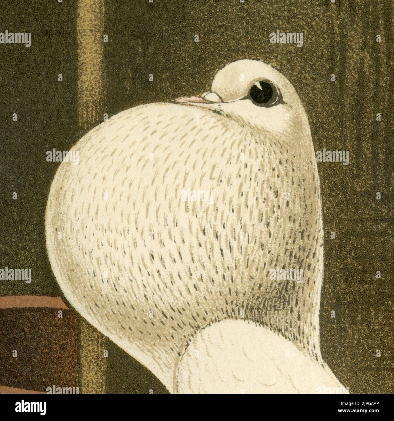Hohe Inflation: White Pigmy Pouter Taube mit aufgepuffter Ernte im quadratischen Format, hochauflösender Scan-Detail eines ursprünglichen Chromolithographen aus dem Jahr 1880, ein Gruppenporträt von vier Vögeln, gemalt vom britischen Künstler Joseph Williamson Ludlow (1840-1916) für „The Illustrated Book of Pigeons with Standards for Judging“, Auch bekannt als 'Cassell's Pigeon Book'. Der seltene Band, der 1876 von Cassell, Petter und Galpin aus London, Paris und New York herausgegeben wurde, wurde von Robert Fulton geschrieben und von Lewis Wright herausgegeben. Stockfoto