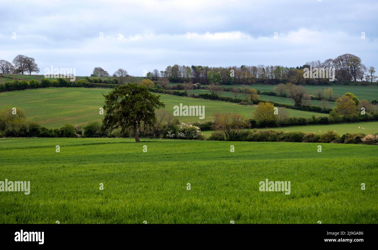 Von Hecken umschlossene Weiden, typisch englische Landschaft, von Hidcote Manor Garden aus gesehen, Cotswolds, Chipping Camden, Gloucestershire, England, VEREINIGTES KÖNIGREICH. Stockfoto