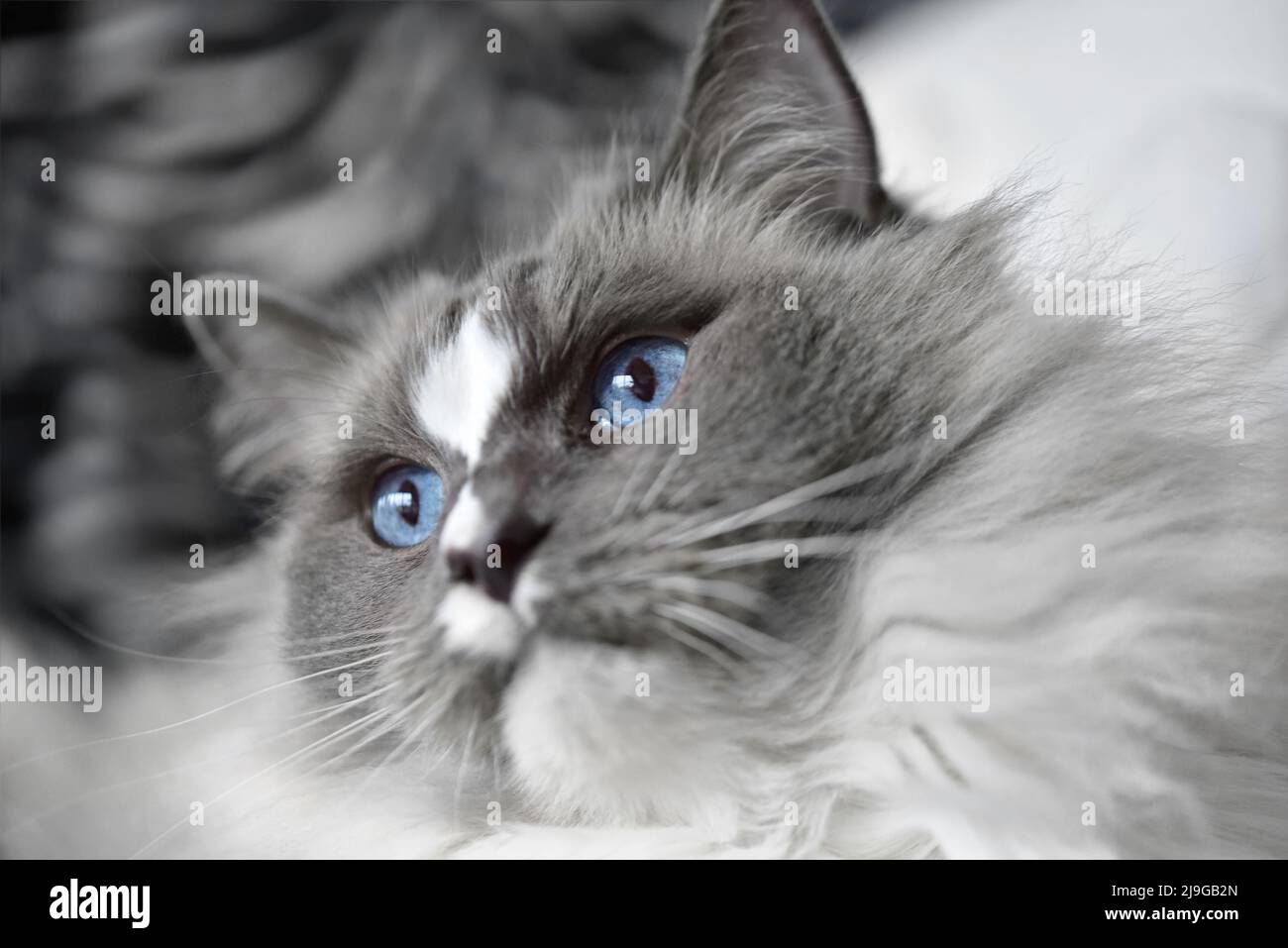 ragdoll Katze aus der Nähe Stockfoto