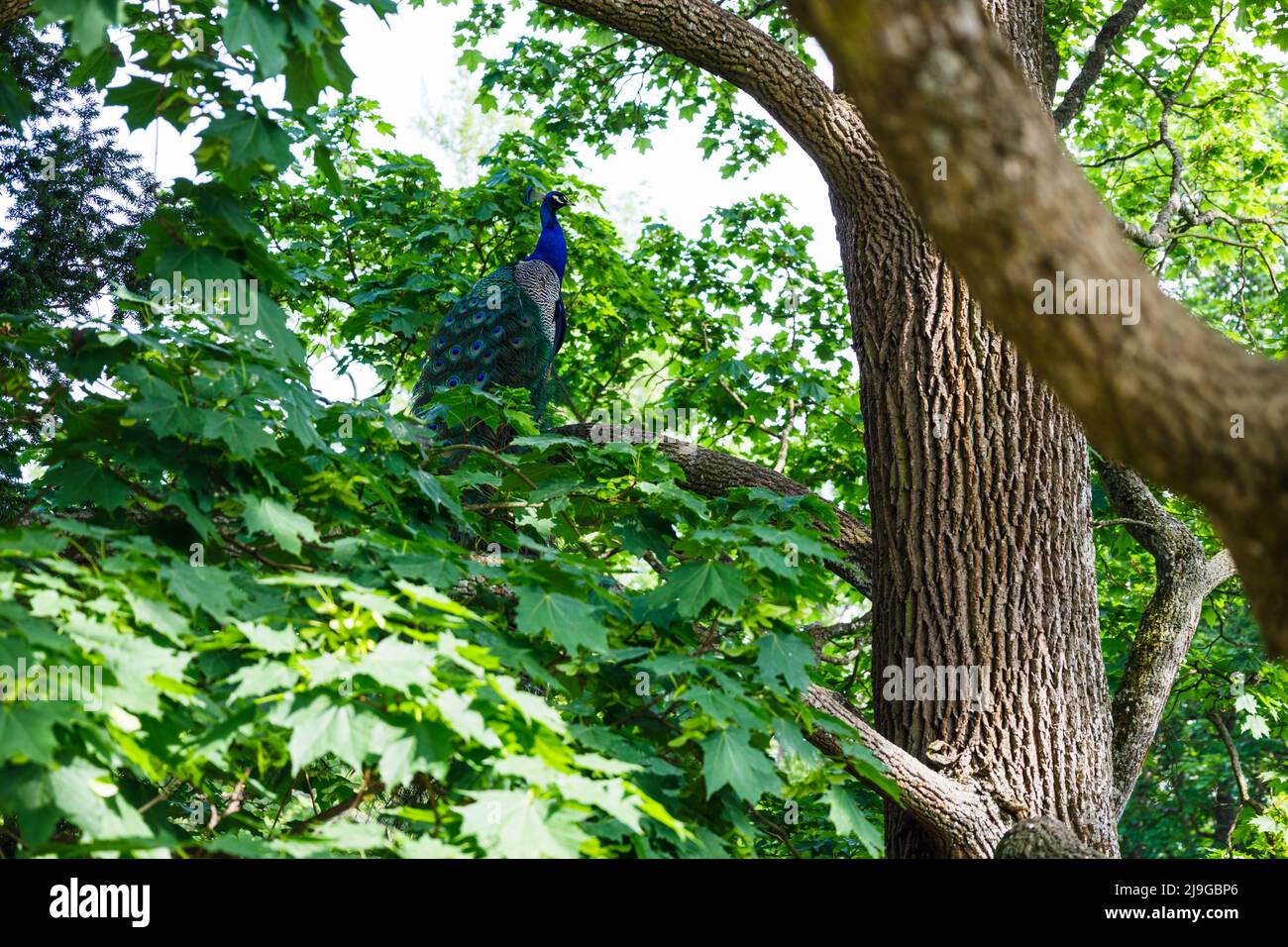 Pfau oder blauer Pfau in den Ast des Baumes Stockfoto