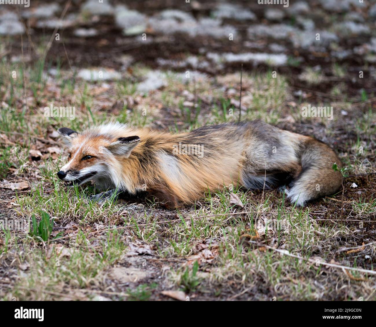 Rotfuchs Nahaufnahme im Profil auf weißem Moos und Laub liegend mit einem verrückten Blick in seiner Umgebung und seinem Lebensraum. Bild. Hochformat. Fox-Bild. Stockfoto