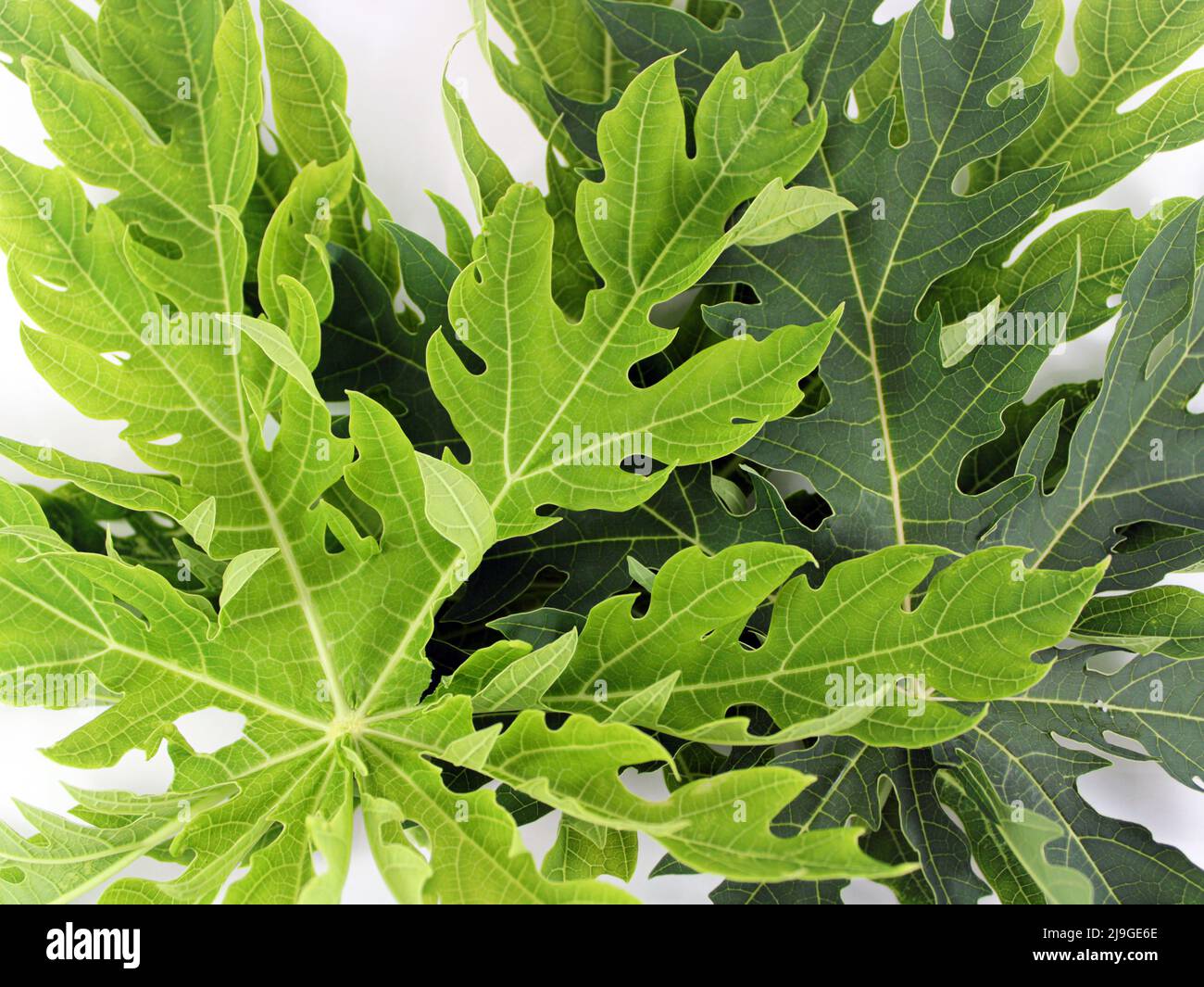 Papaya blätter Stockfotos und bilder Kaufen Alamy
