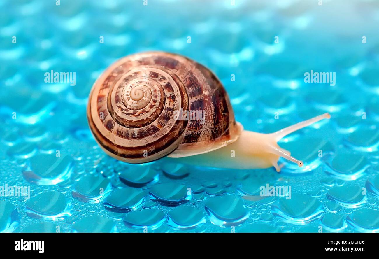 Schnecke mit Regentropfen Stockfoto