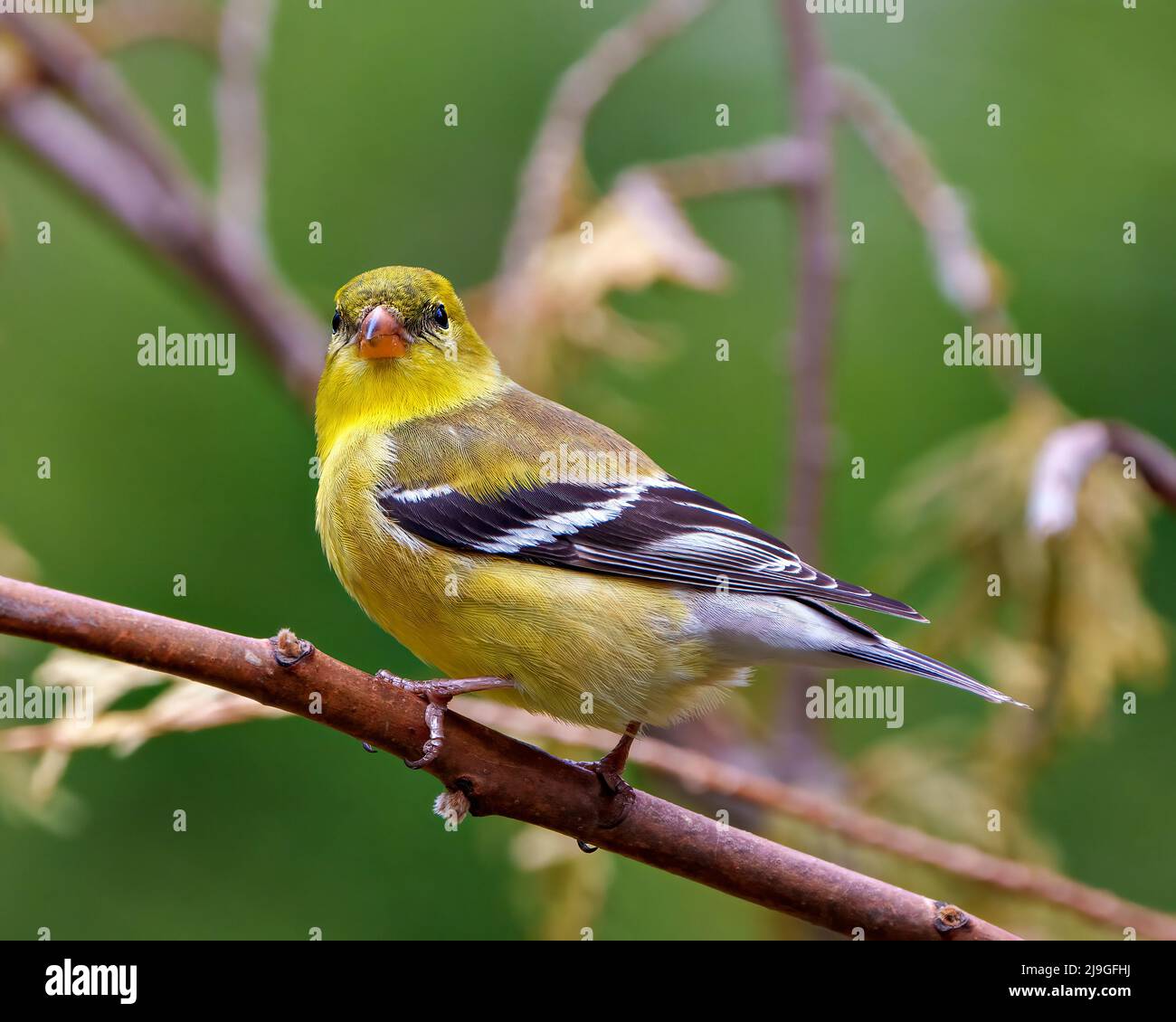 Der Vogel des gelben Waldsänger thront auf einem Zweig mit unscharfem Hintergrund in seiner Umgebung und seinem Lebensraum und zeigt eine gelbe Feder des Gefieders. Waldsänger. Stockfoto