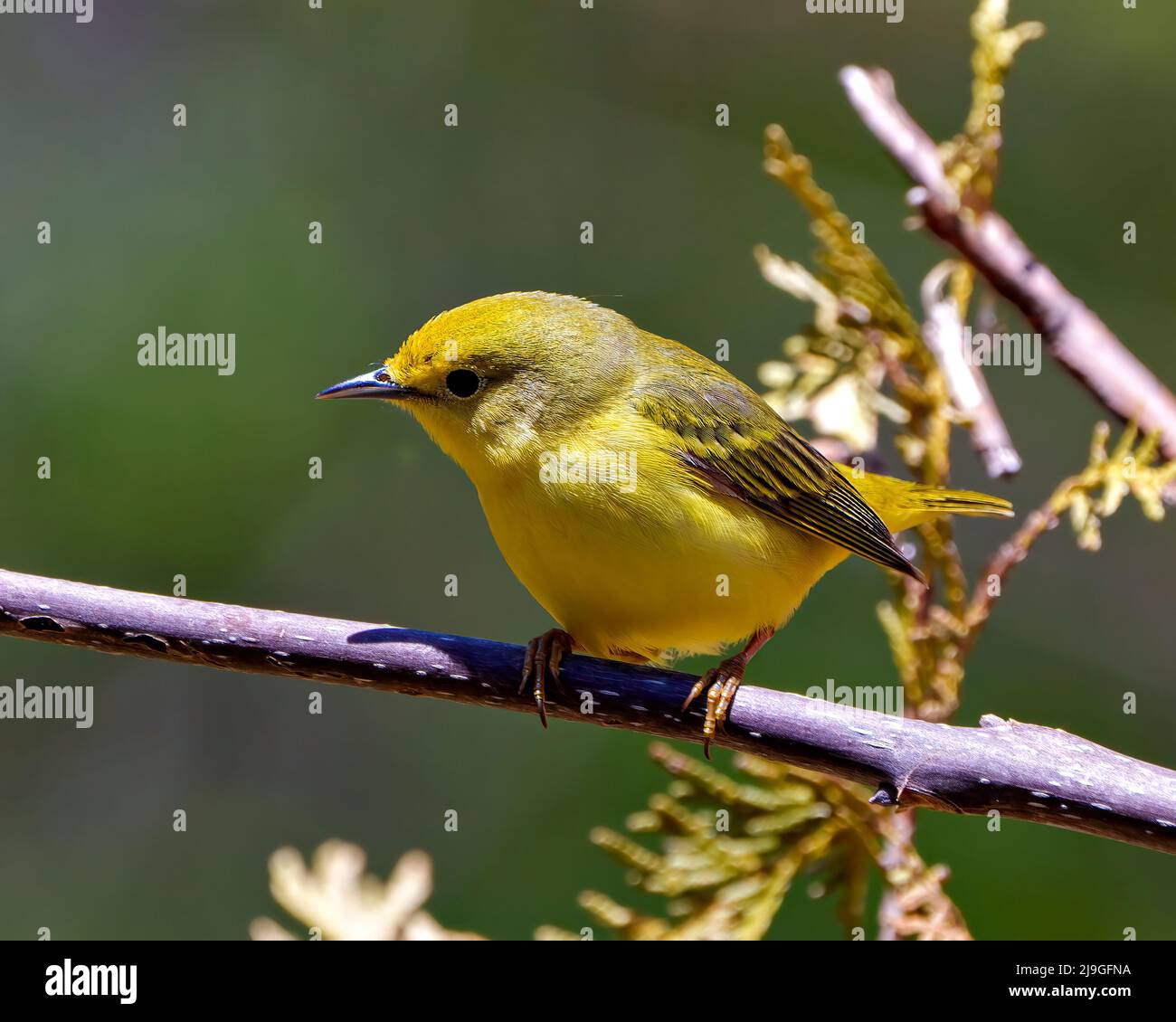 Der Vogel des gelben Waldsänger thront auf einem Zweig mit unscharfem Hintergrund in seiner Umgebung und seinem Lebensraum und zeigt eine gelbe Feder des Gefieders. Waldsänger. Stockfoto
