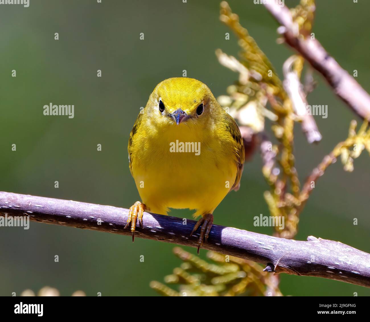 Der Vogel des gelben Waldsänger thront auf einem Zweig mit unscharfem Hintergrund in seiner Umgebung und seinem Lebensraum und zeigt eine gelbe Feder des Gefieders. Waldsänger. Stockfoto