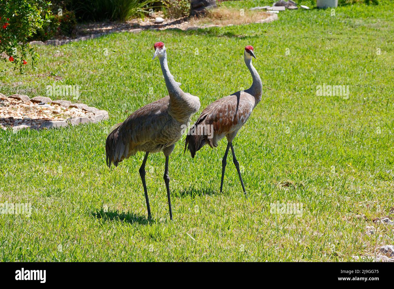 2 Sandhügelkrane, im Gras stehend, Hinterhof, hohe Vögel, elegant, Paar, männlich, weiblich, lebenslang Mate, Grus canadensis; Tierwelt, Tier, Floida, V Stockfoto