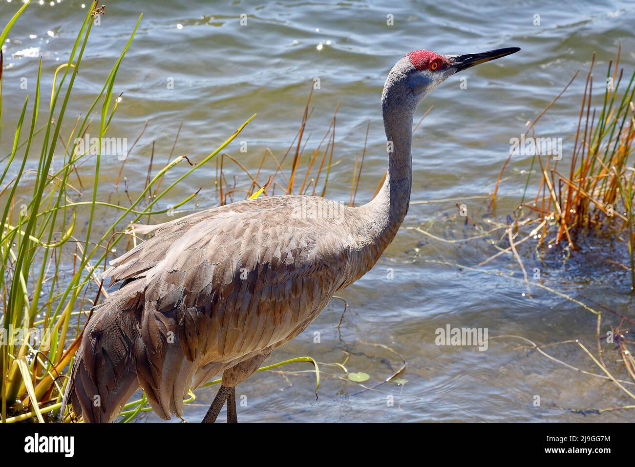Sandhügelkran, am Teich stehend, Wasser, Nahaufnahme, großer Vogel, Elegant, Grus canadensis; Tierwelt, Tier, Natur, Florida, Venedig, FL, Frühling Stockfoto