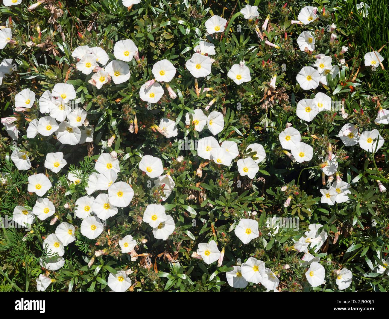 Weiße, frühsommerliche Blüten des silbrig blättrigen Strauches, Convolvulus cneorum Stockfoto