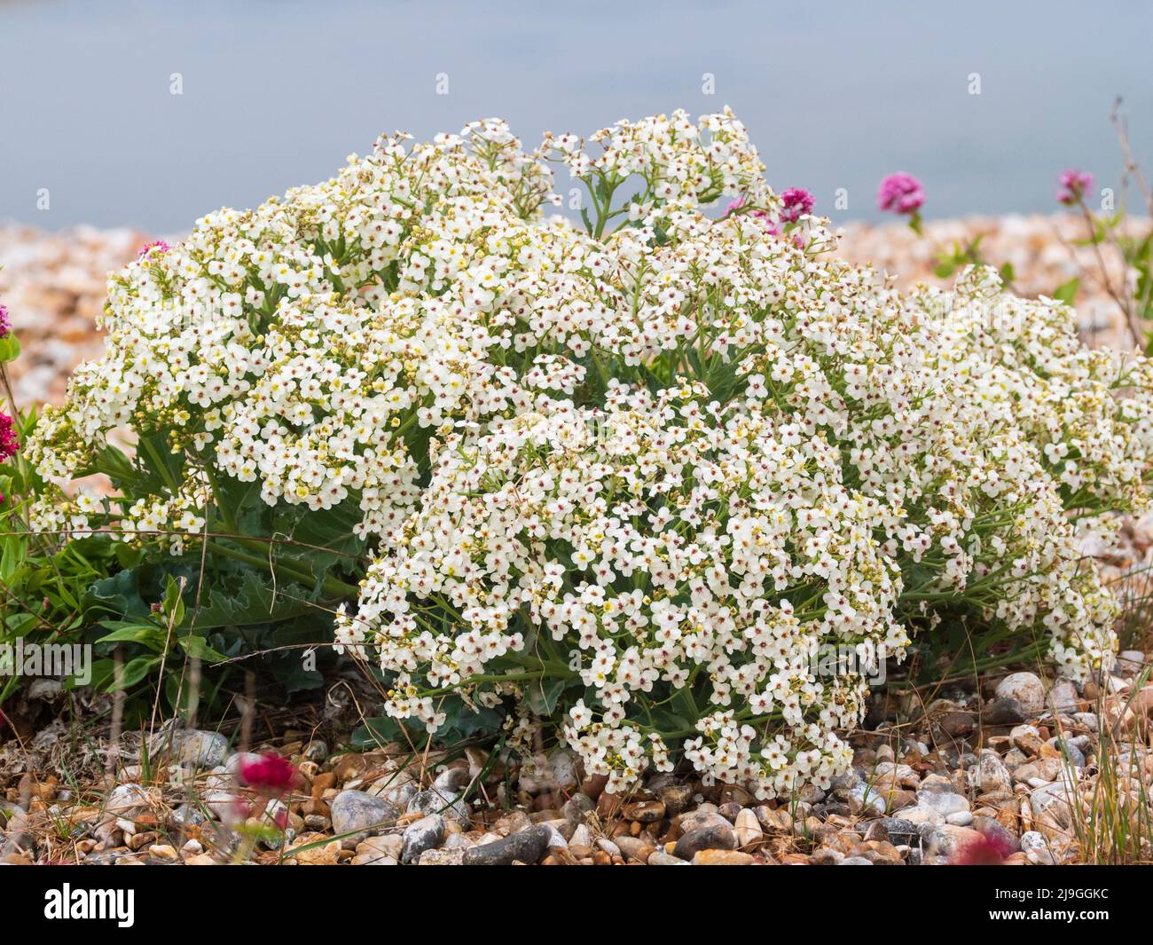 Seegrund, Crambe maritima, in voller, frühsommerlicher Blüte an den Schindelbänken von Pagham Harbour, West Sussex, Großbritannien Stockfoto