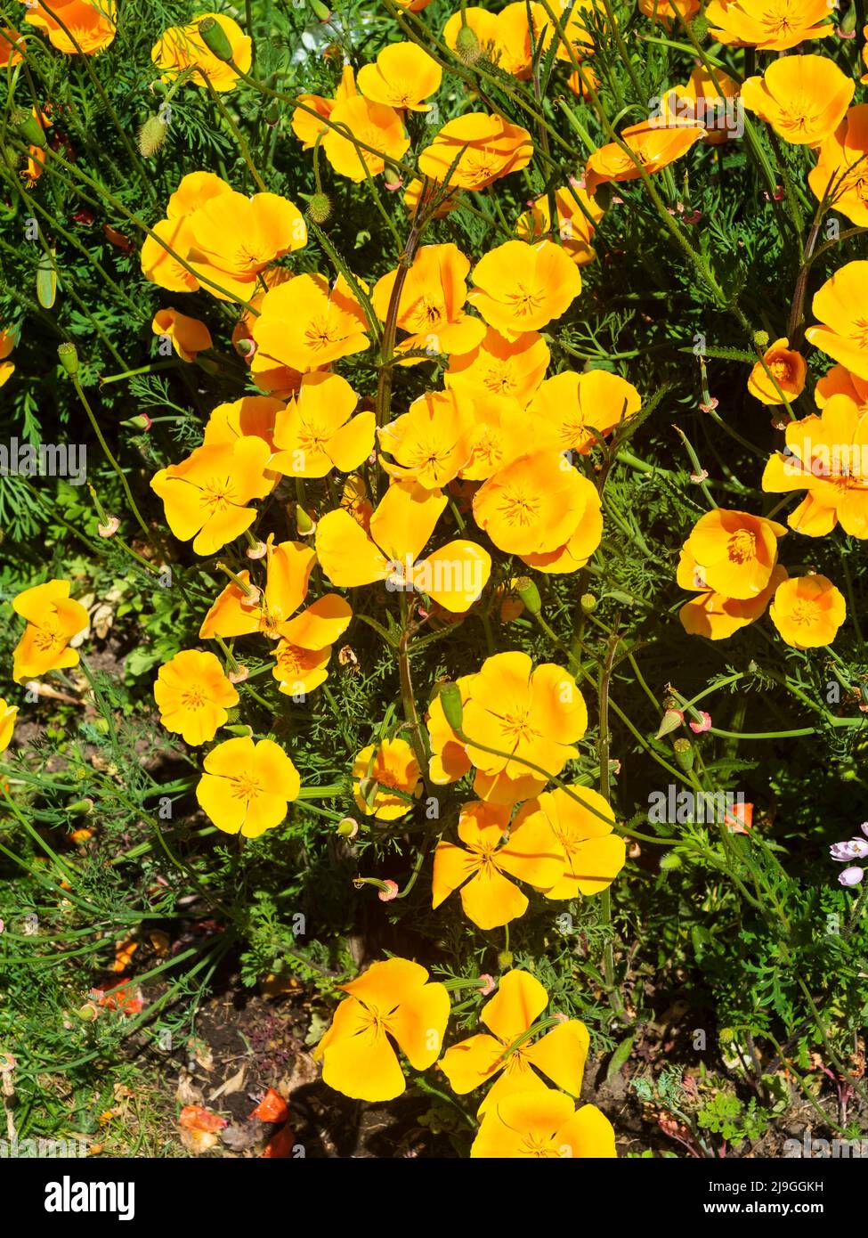 Helle Sommerblüten des winterharten, jährlichen kalifornischen Mohn, Eschschscholzia Californica Stockfoto