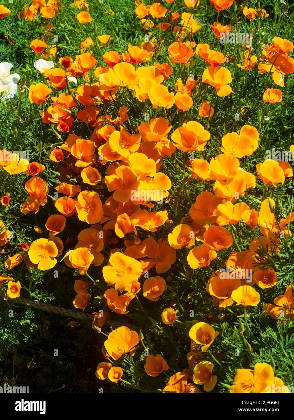 Helle Sommerblüten des winterharten, jährlichen kalifornischen Mohn, Eschschscholzia Californica Stockfoto