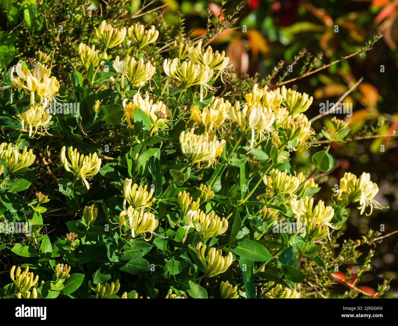 Spätfrühlingsblüten des duftenden, winterharten Geißblattes, Lonicera periclymenum 'Scentsation', der durch eine Gartenhecke klettert Stockfoto