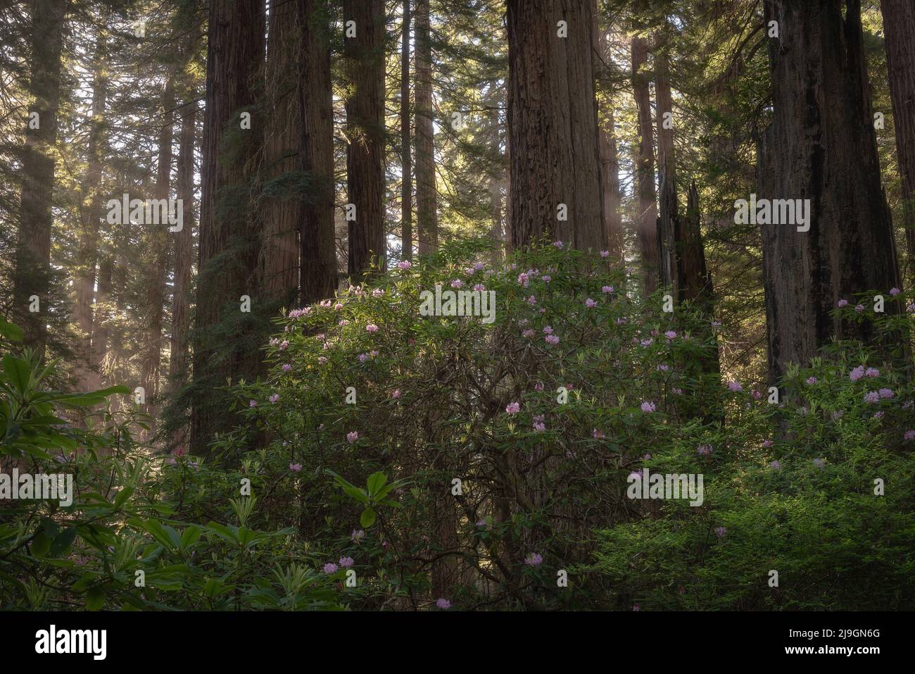 Rhododendron blüht inmitten der hohen Bäume vor dem Redwoods National and State Park Forest, Kalifornien Stockfoto