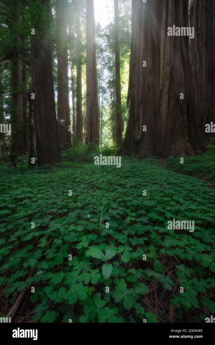Verzauberter Wald mit üppig grünem Kleeteppich Waldboden und großen Bäumen des Redwood National Park Stockfoto