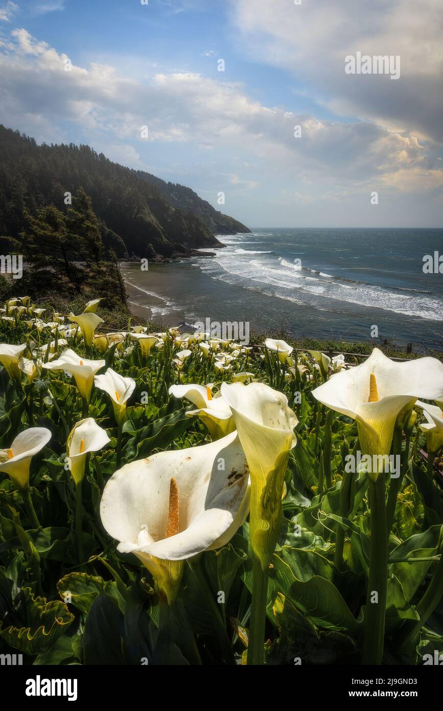 Wilde Calla-Lilien blühen an der schönen und malerischen Küste von Oregon Stockfoto