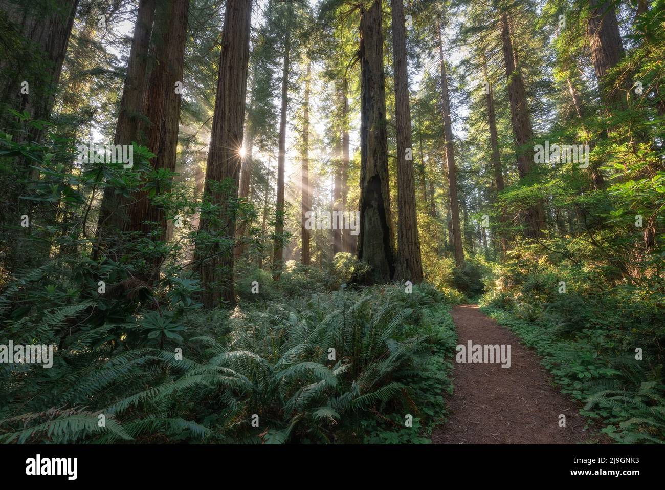 Morgenlicht auf einem Wanderweg durch den wunderschönen Redwood-Wald in Nordkalifornien Stockfoto