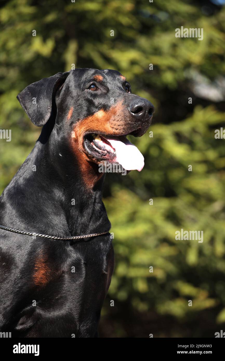 Großer schwarzer Doberman-Hund im Freien, Nahaufnahme Porträt Stockfoto