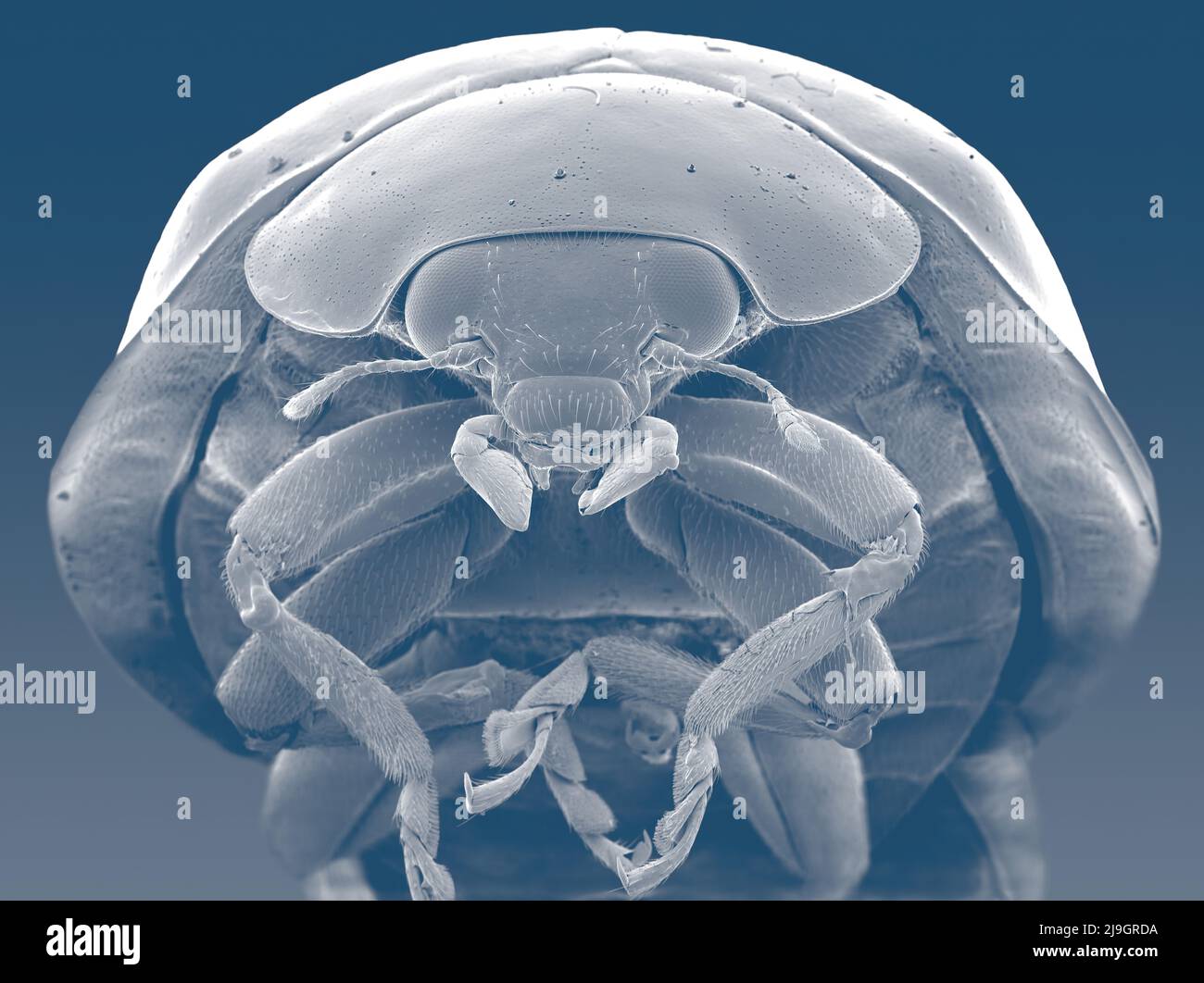 SEM Scanning Electron Microscope Bild eines Marienkäfer Marienkäfer mikroskopisch Stockfoto