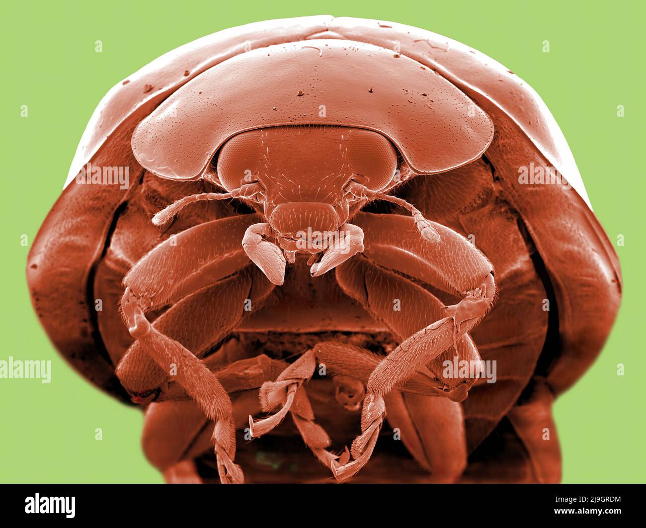 SEM Scanning Electron Microscope Bild eines Marienkäfer Marienkäfer mikroskopisch Stockfoto