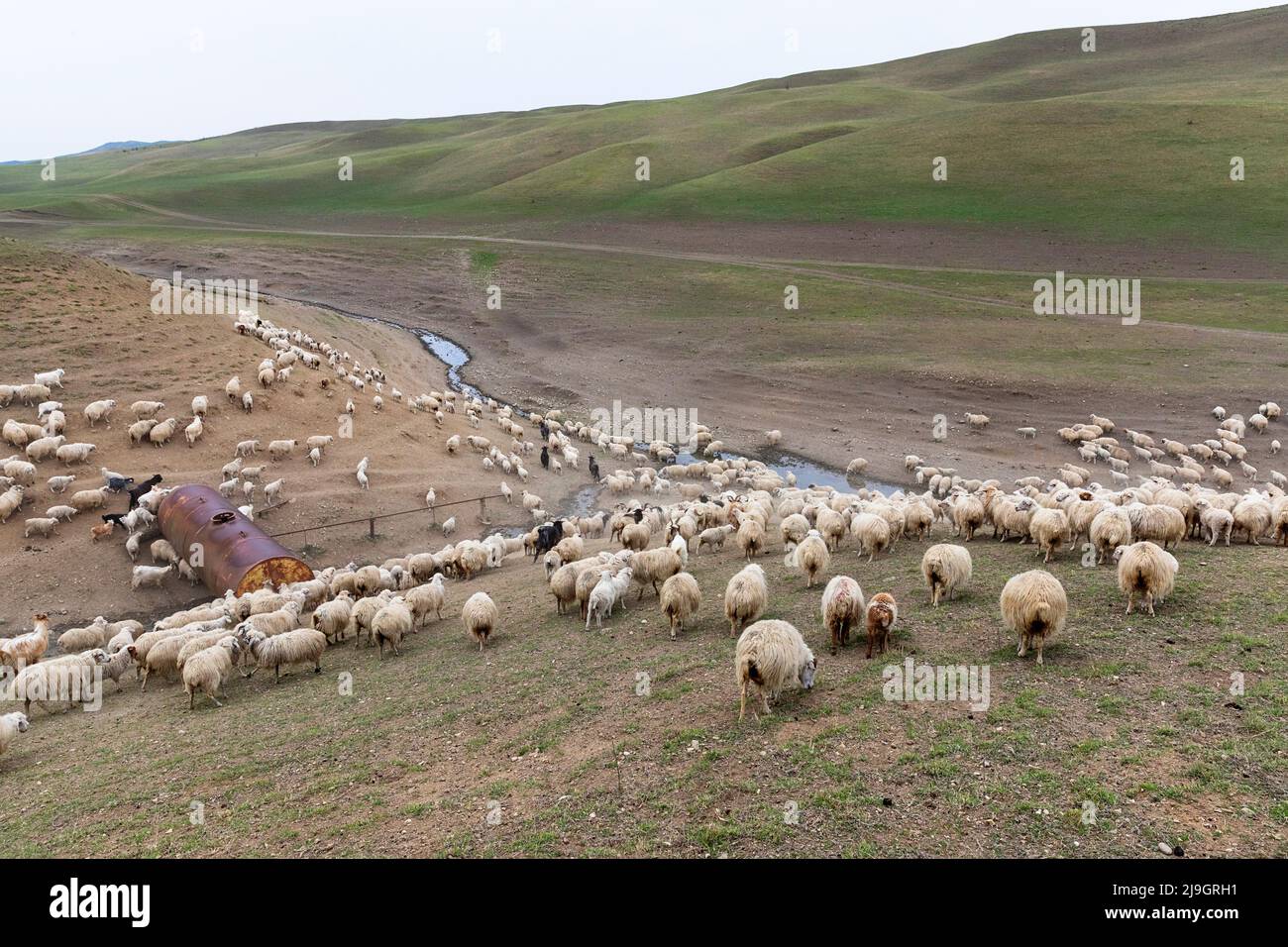 Blick auf eine Herde oder Schafherde, bewacht von Hirtenhunden und Hirten in der Nähe eines kleinen Bachs in Grünlandschaft in der Nähe des Vashlovani-Nationalparks, Georgia Stockfoto