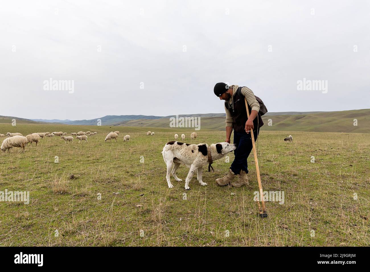 Ein Hirte mit seinen Hirtenhunden in einem Grasland des Vashlovani-Nationalparks in Georgien Stockfoto