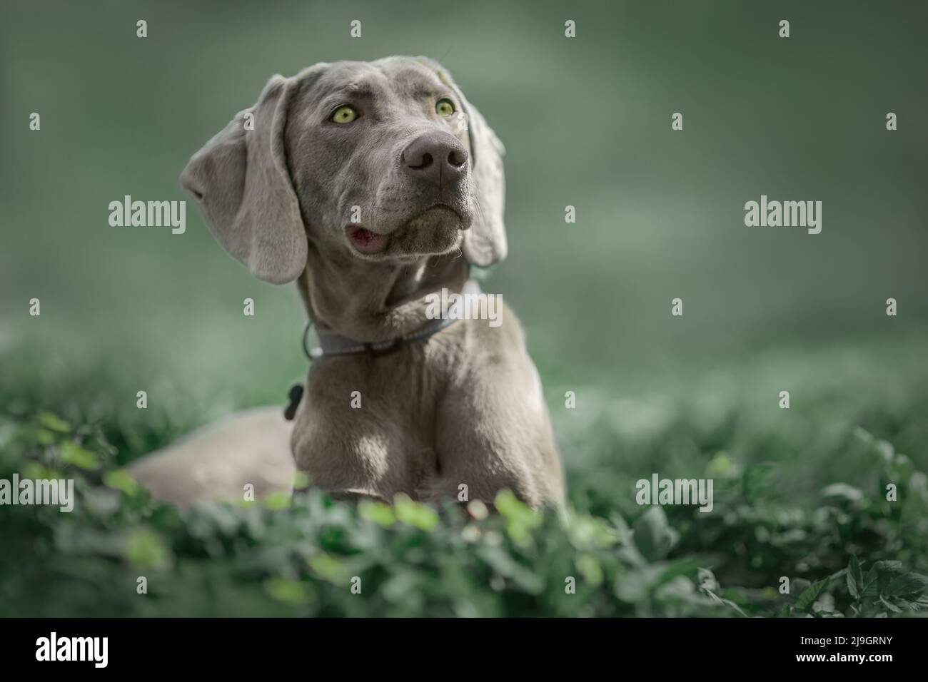 Weimaraner Hund im grünen Gras Stockfoto