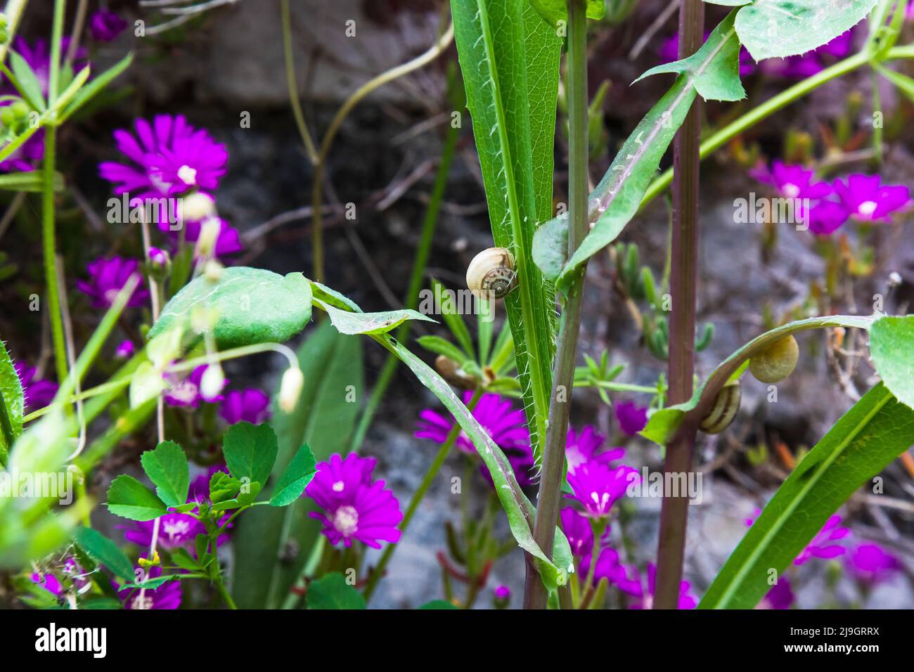 Kleine Schnecke auf grünem Blatt im Garten. Gestreifte Gartenschnecke auf grünem Blatt auf natürlichem Hintergrund mit schönem Bokeh. Stockfoto