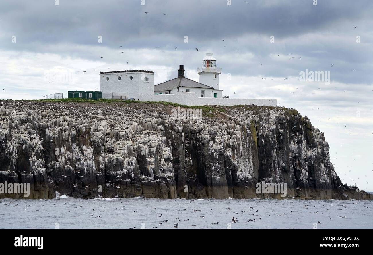 Mitarbeiter des National Trust führen die jetzt jährliche Puffin-Volkszählung auf den abgelegenen Farne-Inseln in Northumberland durch. Aufgrund des Klimawandels, der zu einem Rückgang der für die Vögel verfügbaren Nahrung führt, wurde die Zählung von fünf auf jährlich im Jahr 2019 geändert. Bilddatum: Sonntag, 22. Mai 2022. Stockfoto