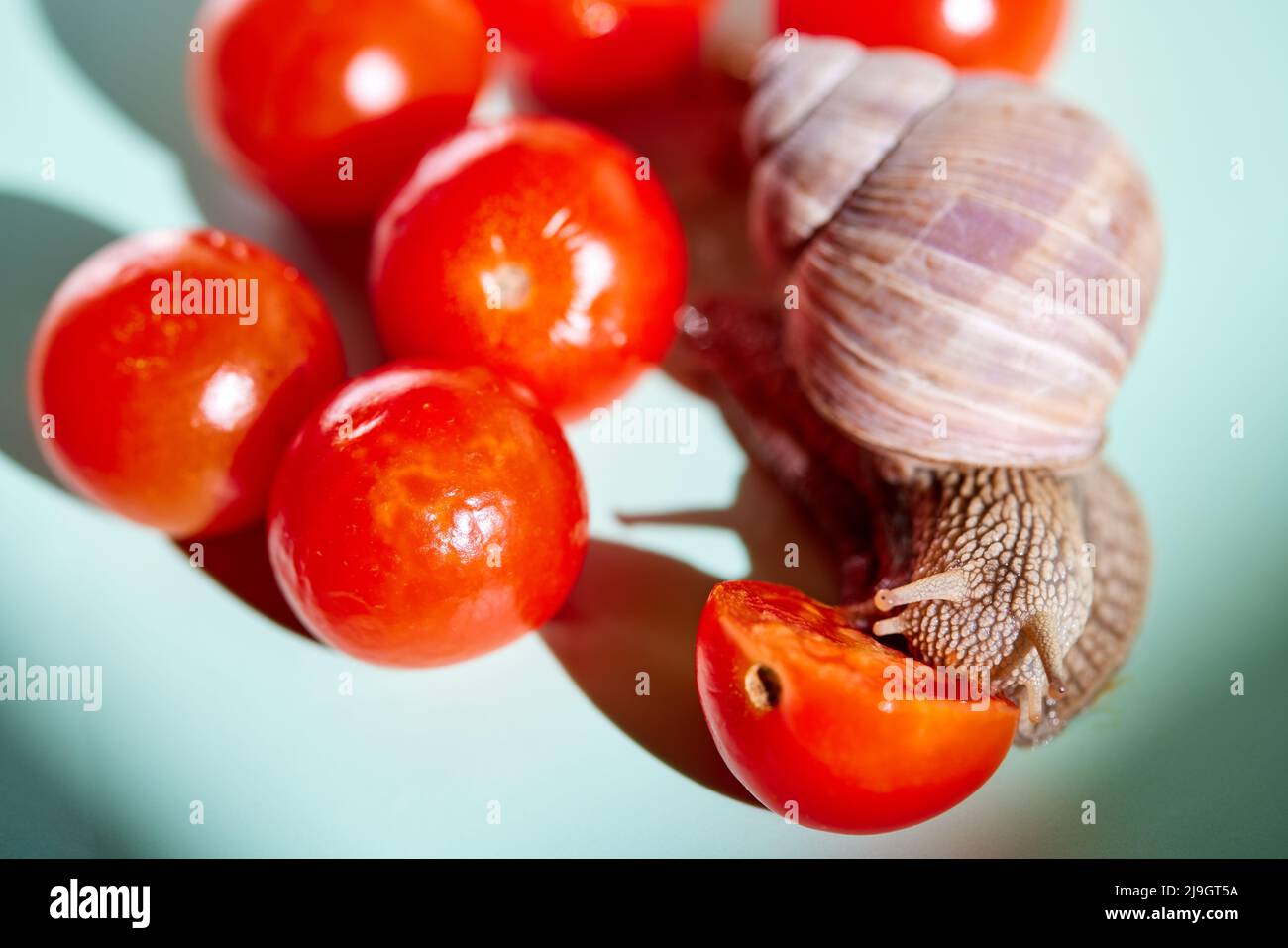 Helix pomatia (römische Schnecke oder Burgunder Schnecke) mit Tomaten Stockfoto