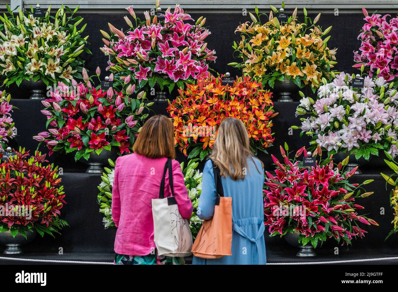 London, Großbritannien. 23.. Mai 2022. Lilien auf dem Harts Nursery Stand - in diesem Jahr hat der Grand Pavilion seine üblichen Blumenarrangements gemischt mit der Discovery Zone. Die Chelsea Flower Show 2022. Kredit: Guy Bell/Alamy Live Nachrichten Stockfoto