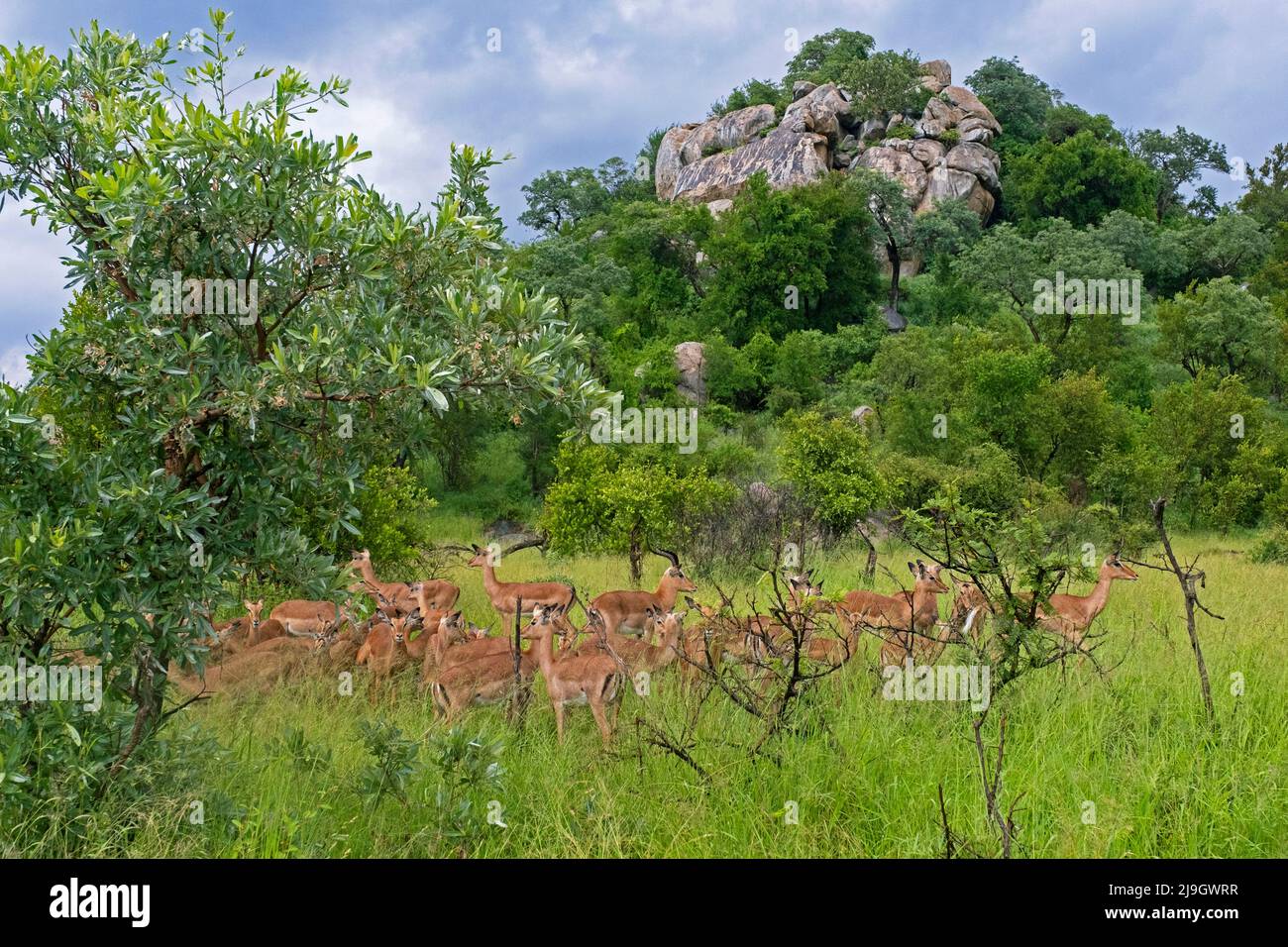 Granitkoppie, Felsvorsprung und Impala-Herde (Aepyceros melampus) im Krüger-Nationalpark, Provinz Mpumalanga, Südafrika Stockfoto