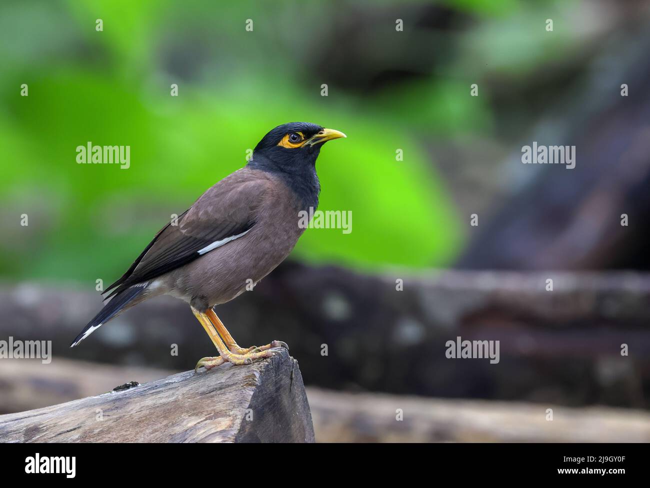 Die gewöhnliche Myna oder indische Myna, manchmal auch mit der Schreibweise Myna, ist ein Vogel aus der Familie Sturnidae, die in Asien beheimatet ist. Stockfoto