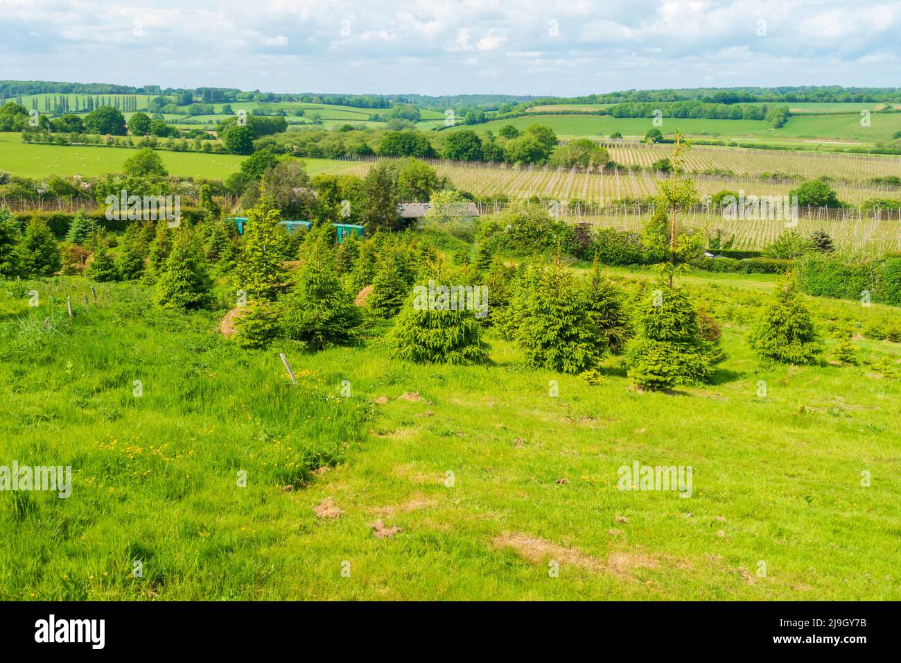 Tibbs Bauernhof, Pick your own Farm, Weihnachtsbaum Bauernhof, Blick auf die Landschaft, Udimore, Roggen, East Sussex, großbritannien Stockfoto